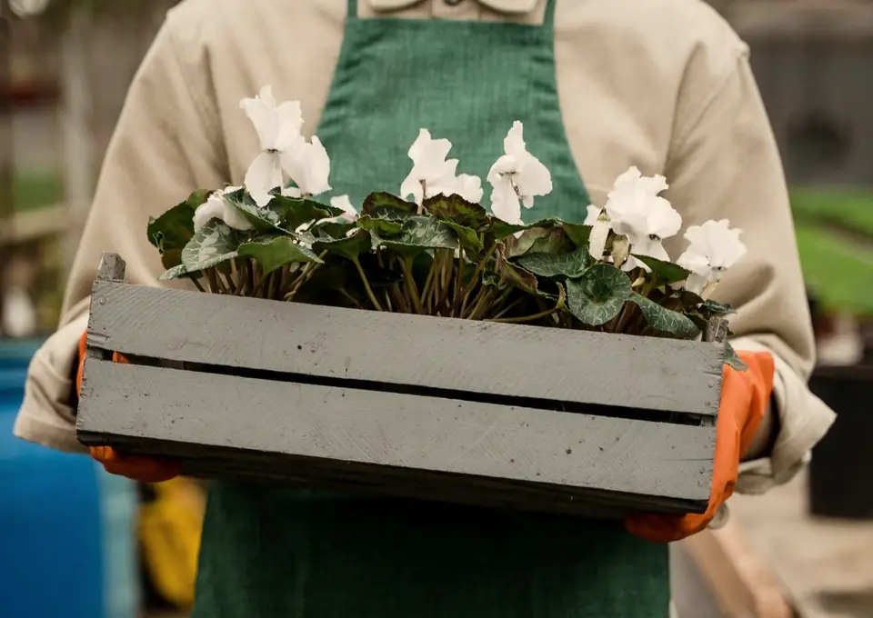 A gardener carrying a tray of plants ready for spring